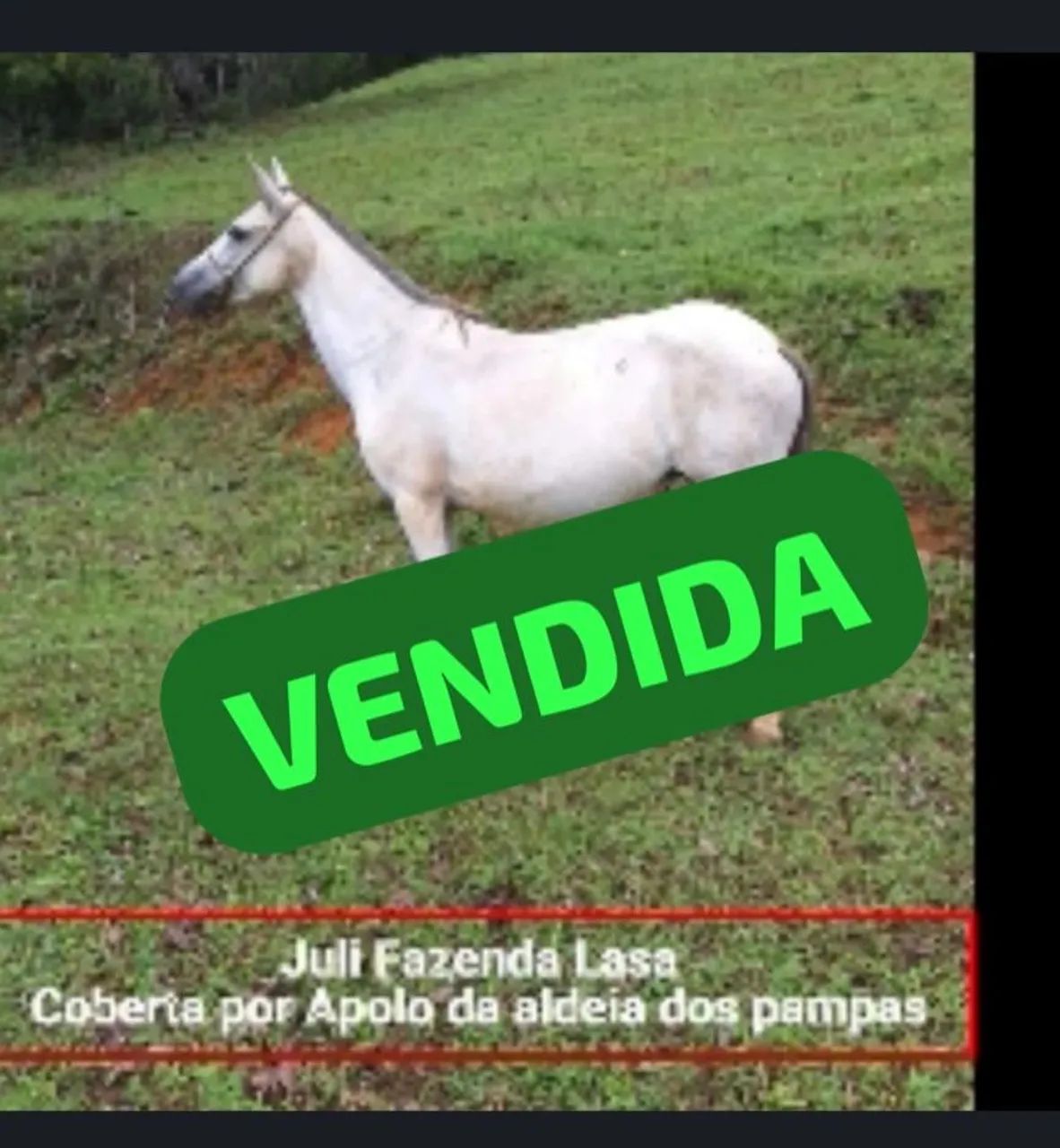 Éguas MANGALARGA MARCHADOR  - Foto 4