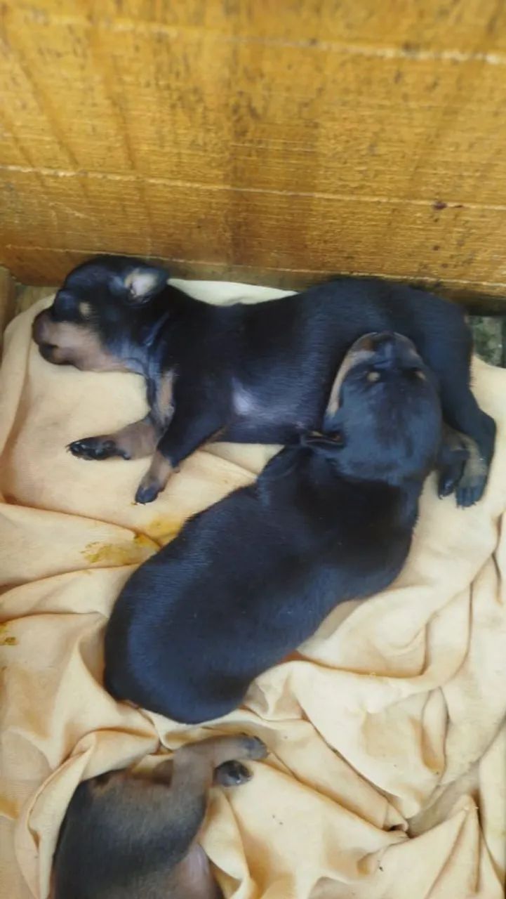Pinscher 1 disponível - Foto 3