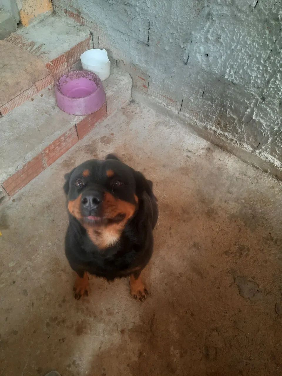 doação  de  hotwalei - Foto 2