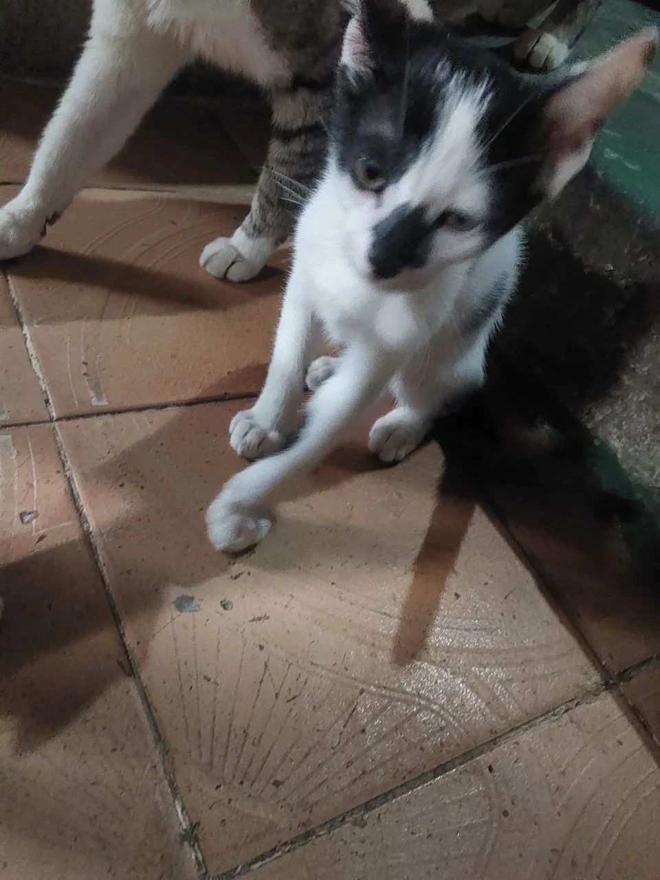 gatos para doação  grátis  - Foto 2