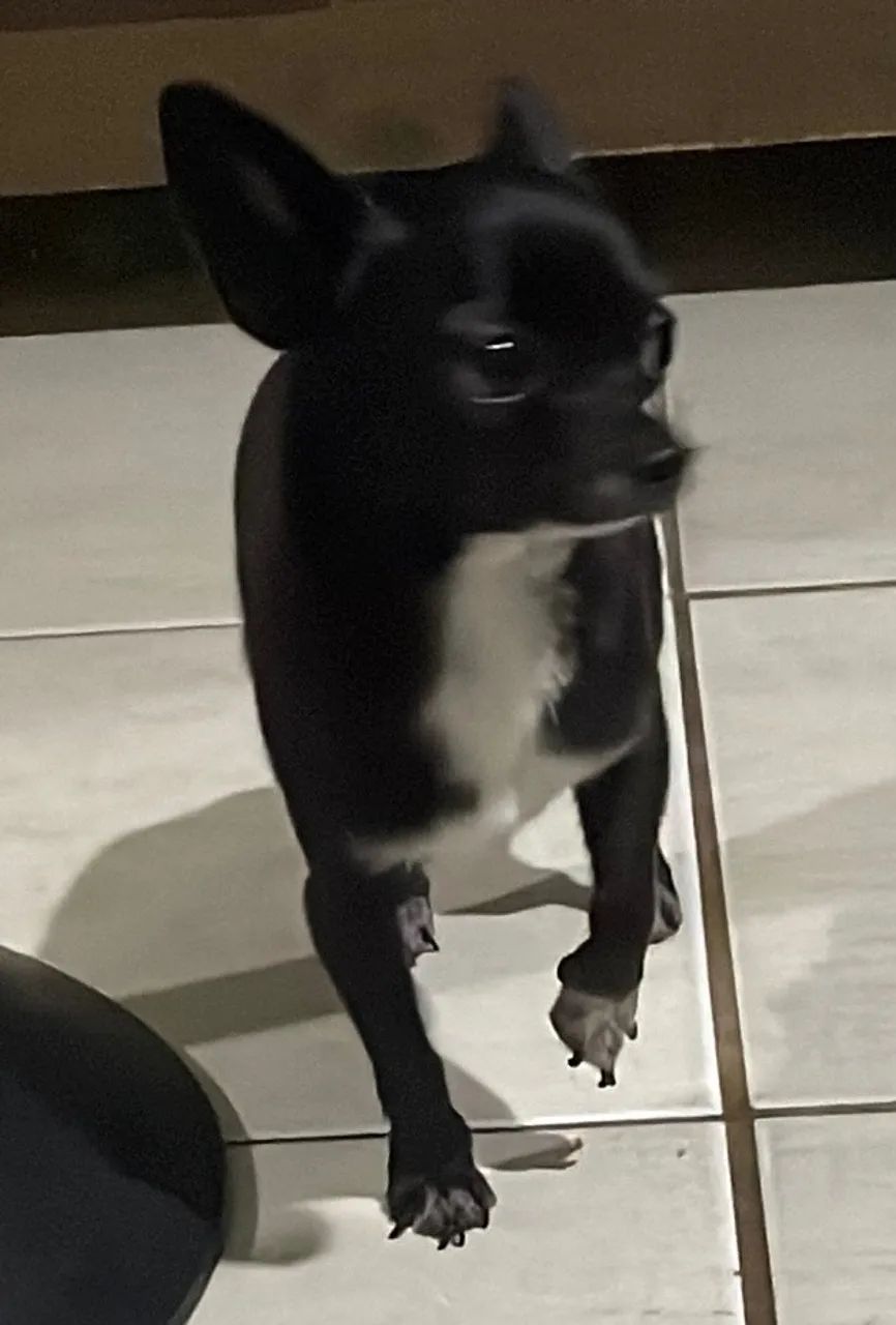 Vendo Cão Chiuaua com 1 ano , pretinho ,por 1200,00. Vacinado e desverminado. - Foto 2