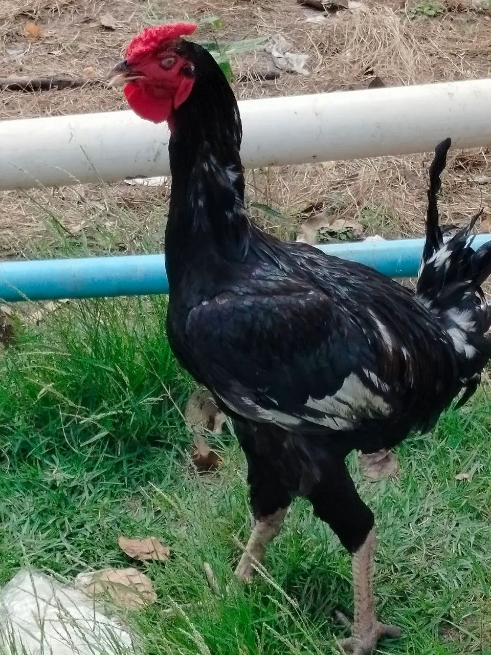 Frango caipira melhorado - Foto 3