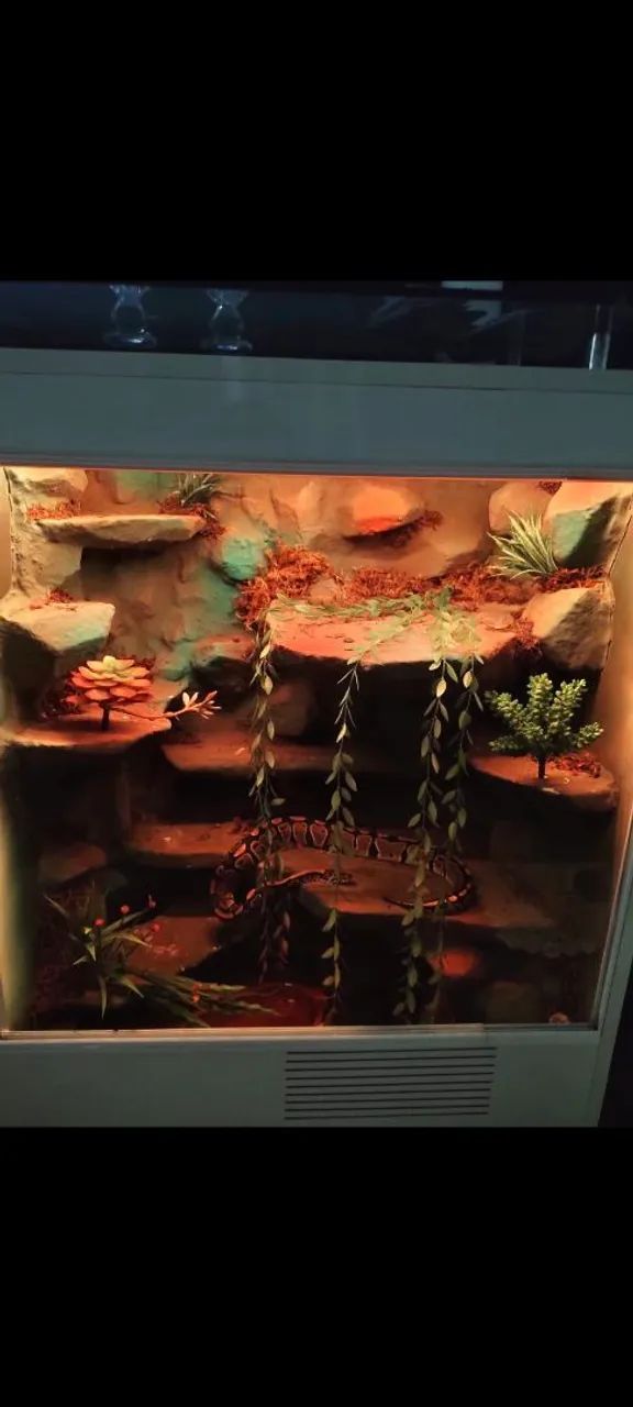Terrário para répteis  - Foto 6