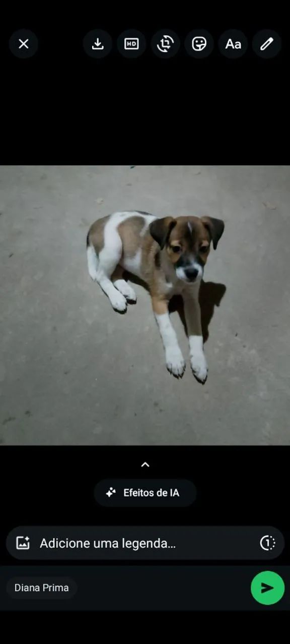 Doação de cachorro 
