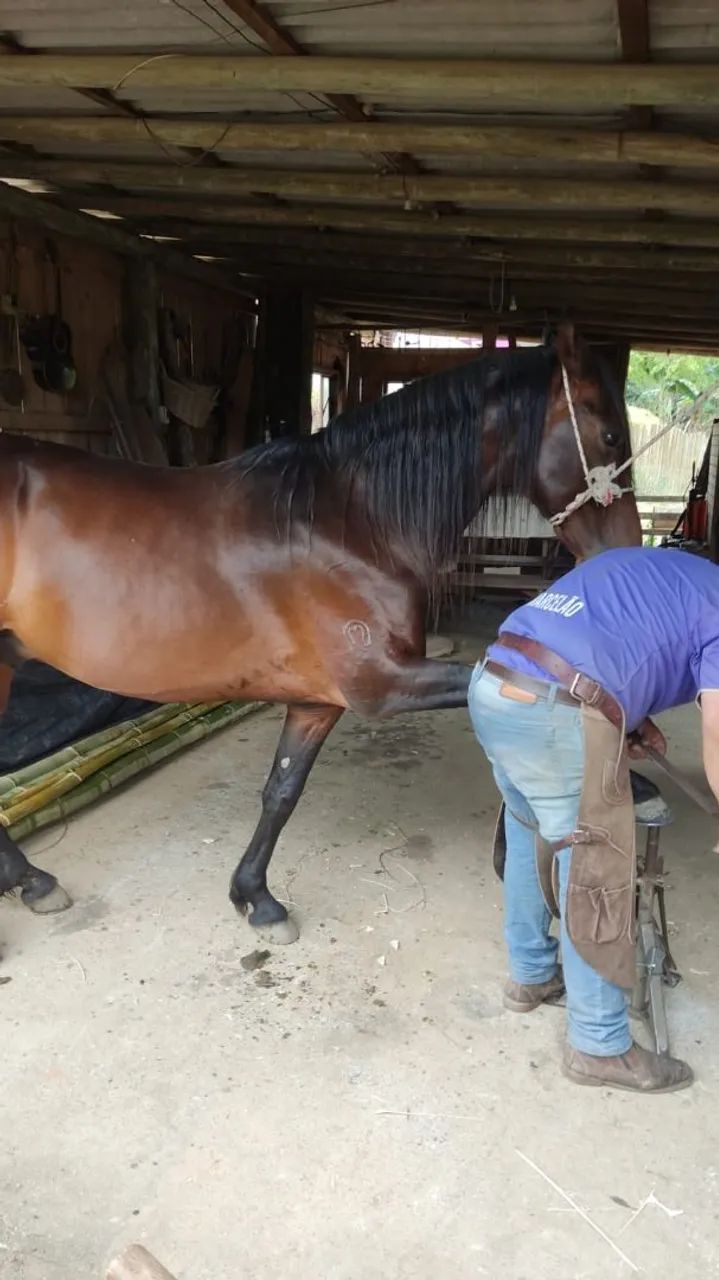 cavalo manga larga - Foto 3