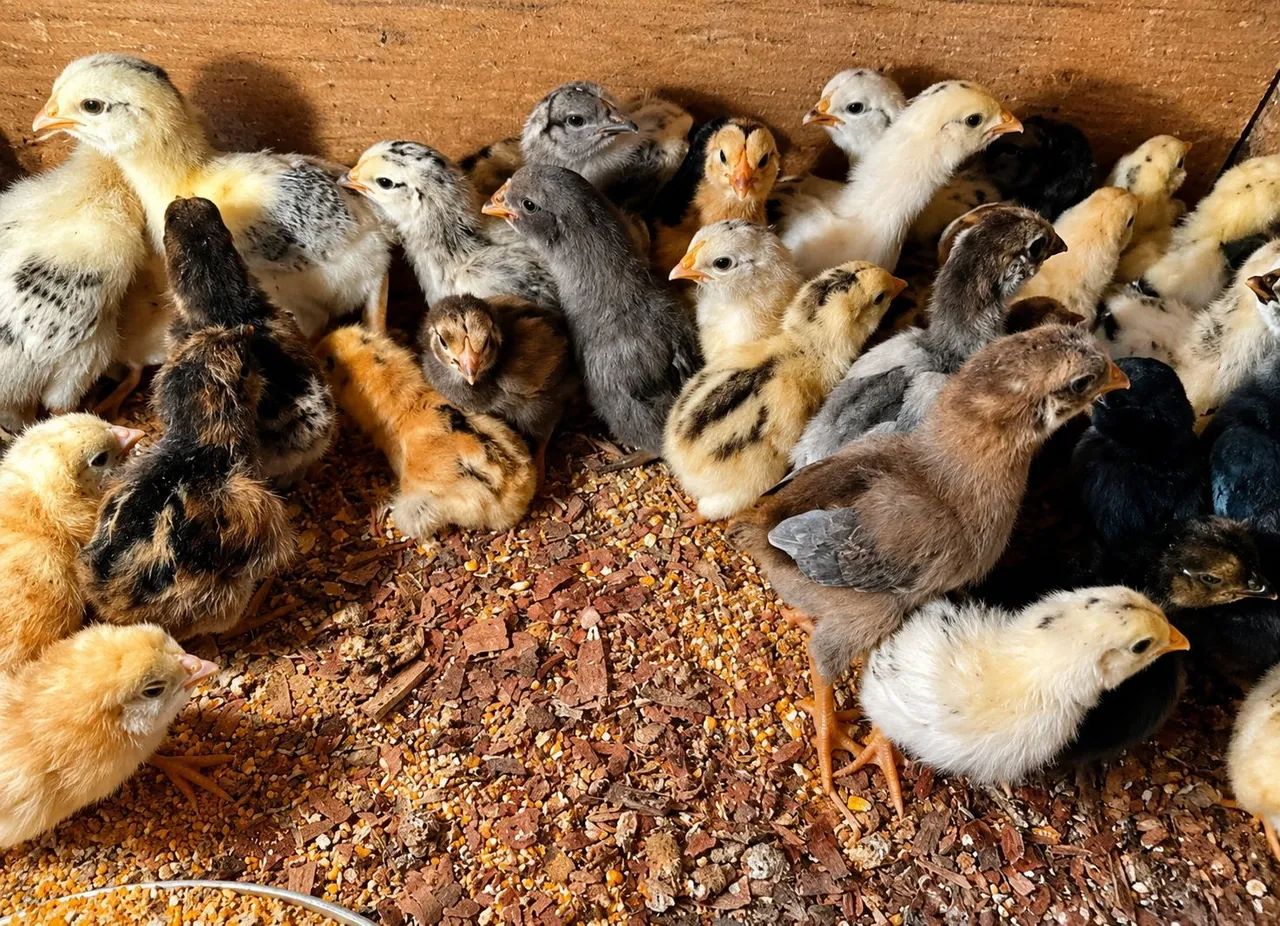 Pintinhos de poedeira glc barbuda - Foto 2