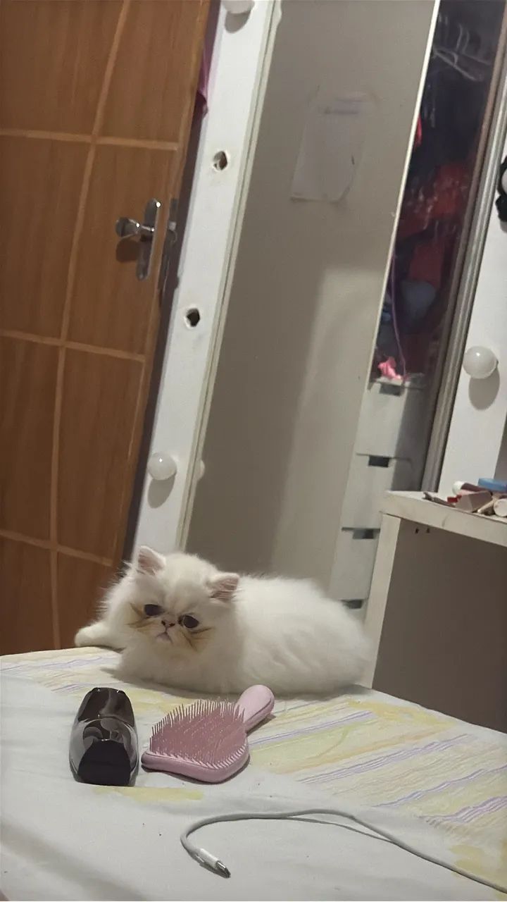 Gatinha persa - Foto 2