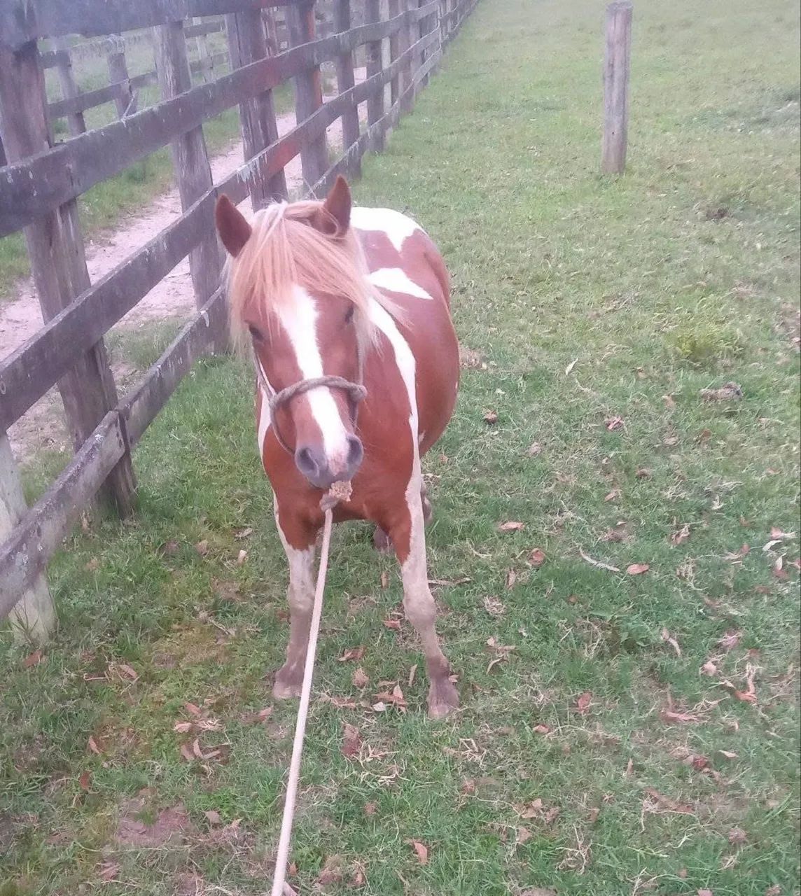 Linda pônei pampa - Foto 2