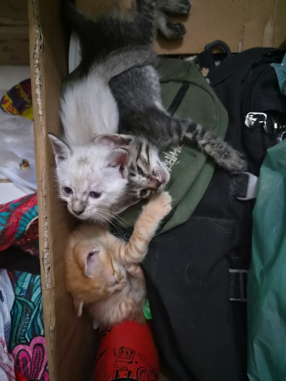 Gatinhos Filhotes para Doação - Foto 3