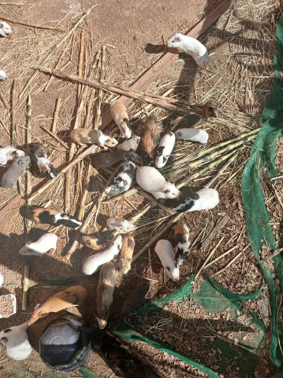 Porquinho da Índia 
