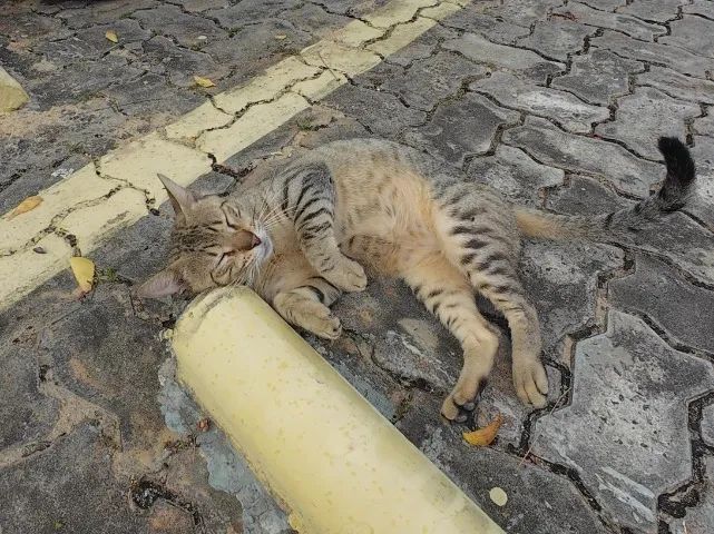 Gatinho abandonado, 6 meses, super dócil, FIV-FeLV negativo - Foto 5