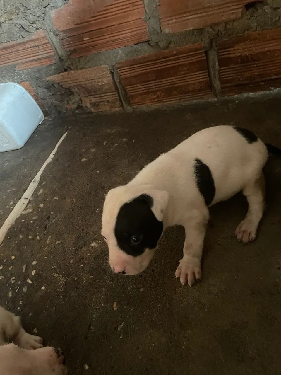 Vendo filhotes de pitbull  - Foto 2