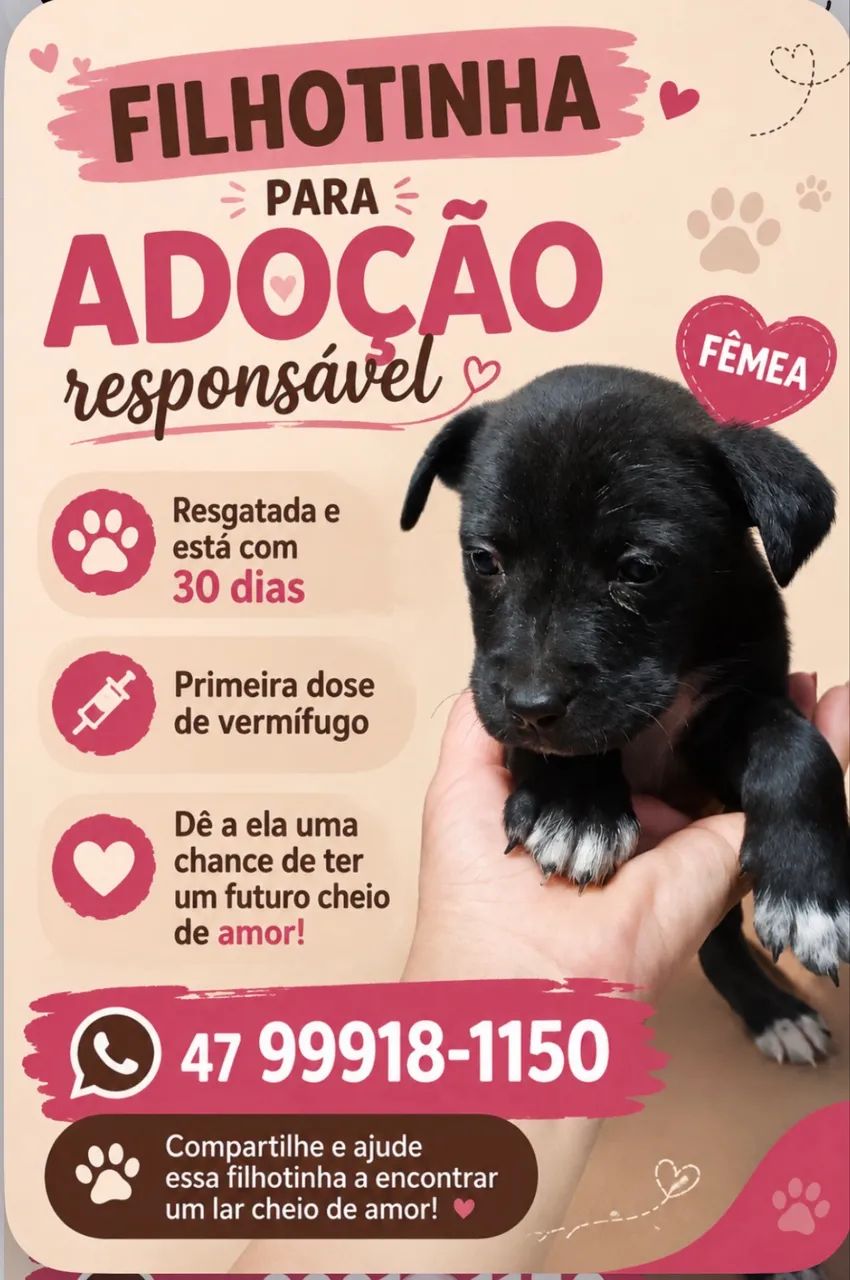 Filhotes disponíveis  - Foto 5