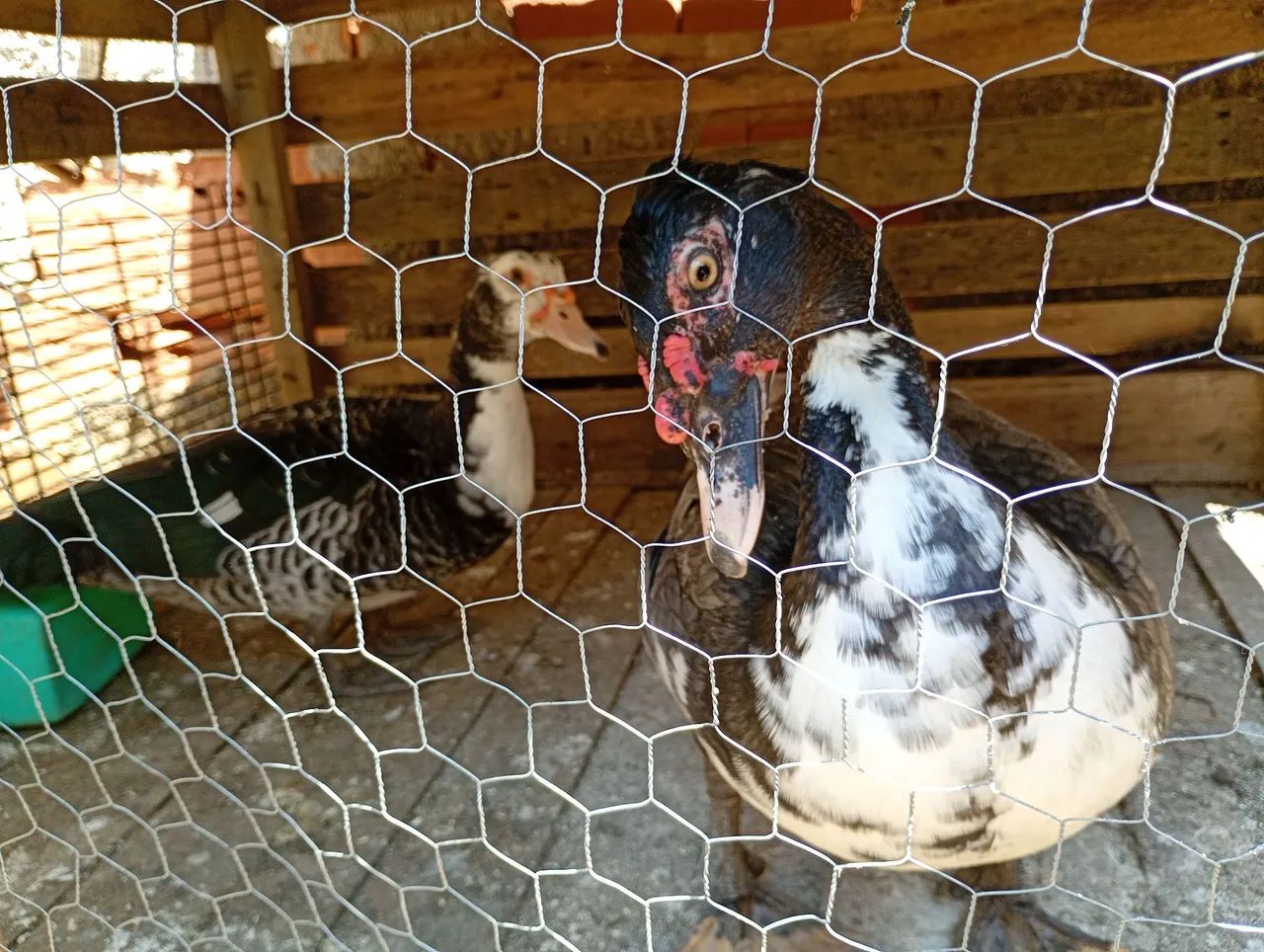 Venda de patos - Foto 2