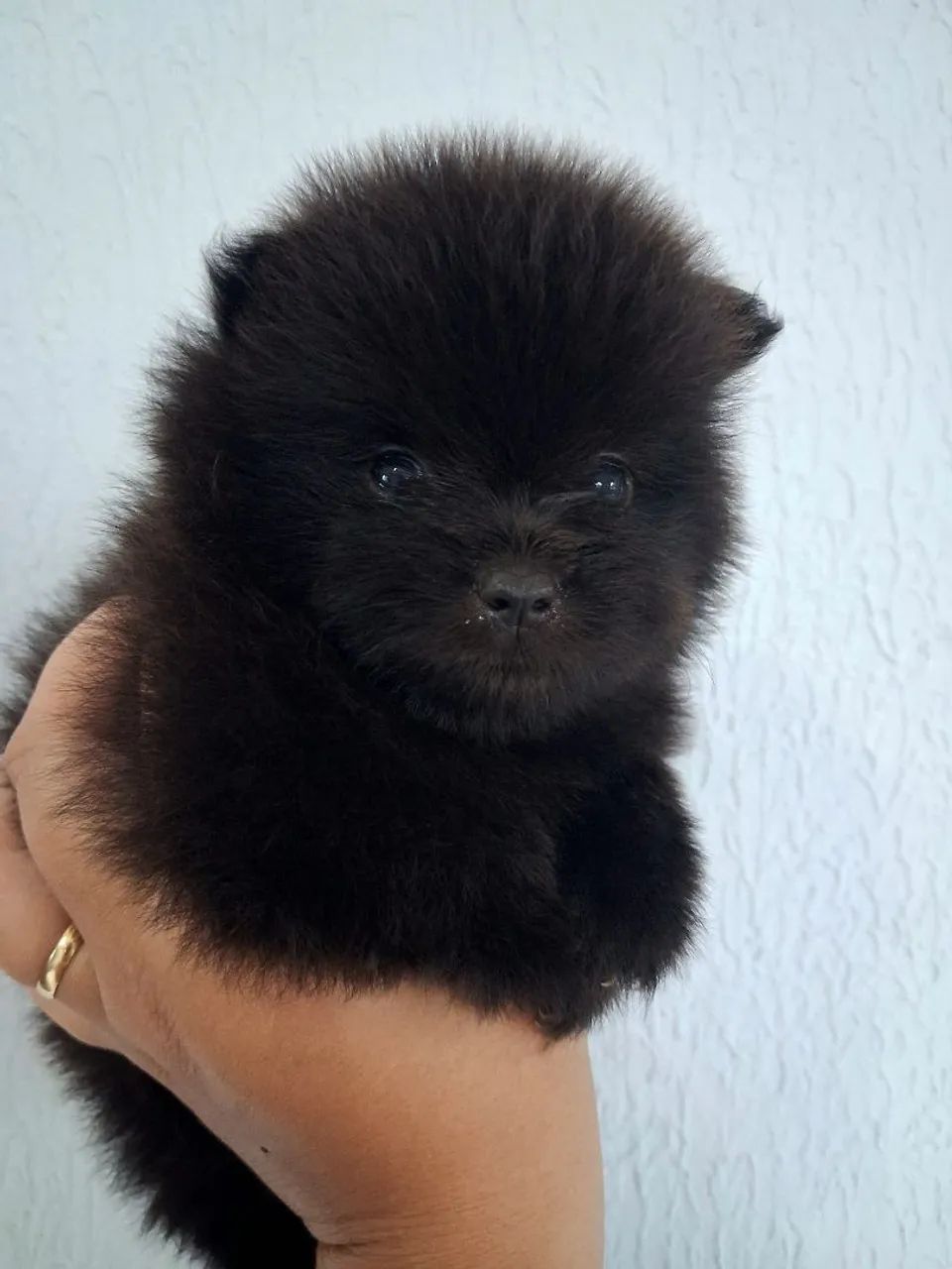 Spitz alemão 