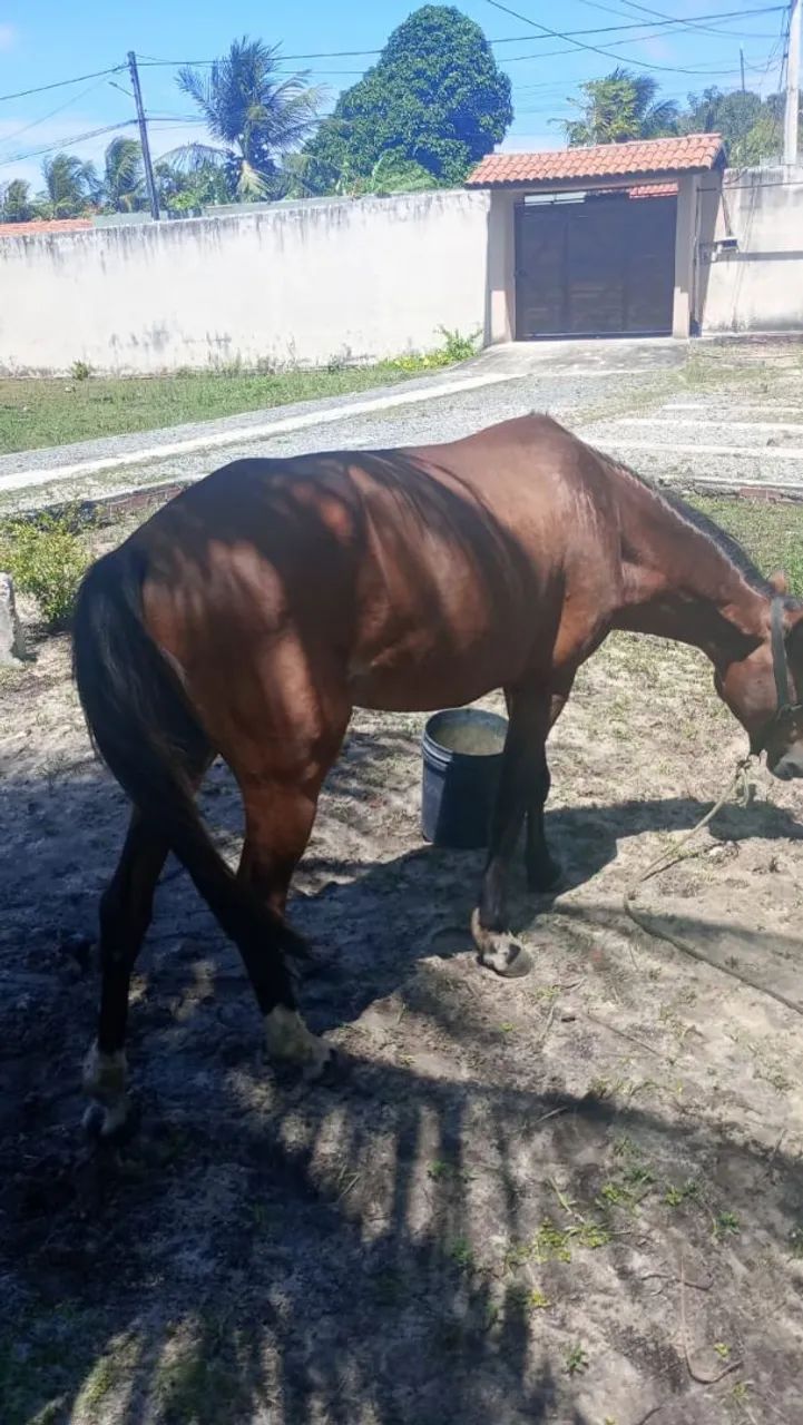 Vendo cavalo - Foto 3