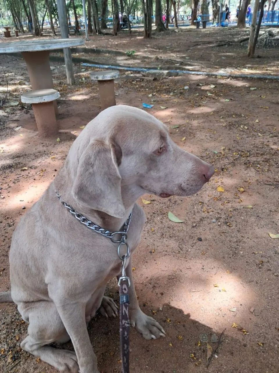 Weimaraner ? - Foto 2
