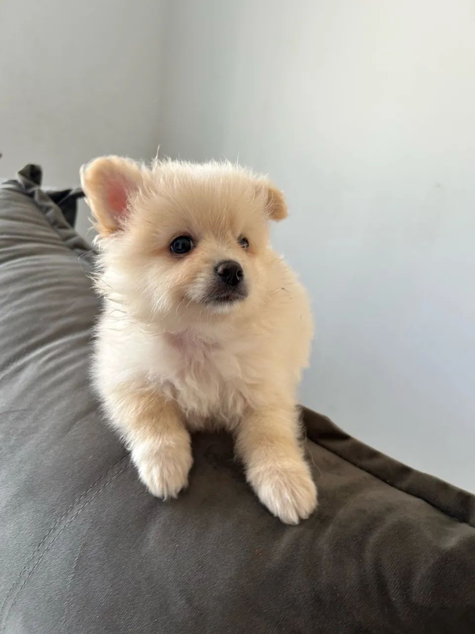 Cachorro  - Foto 3