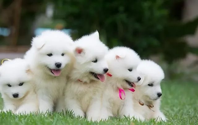 Filhote de samoieda - Foto 4