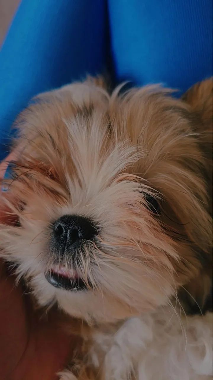 Shih Tzu