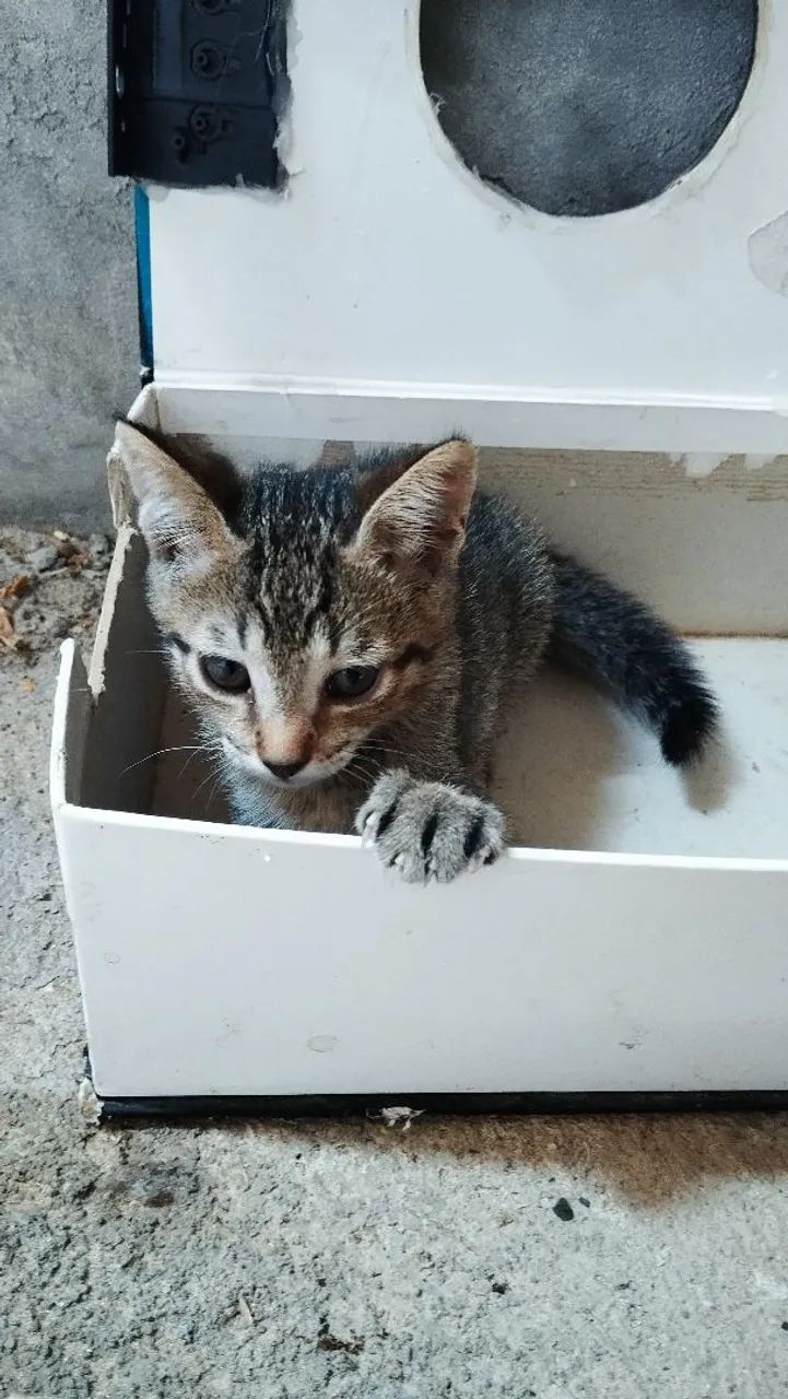 Doação de gatos - Foto 5