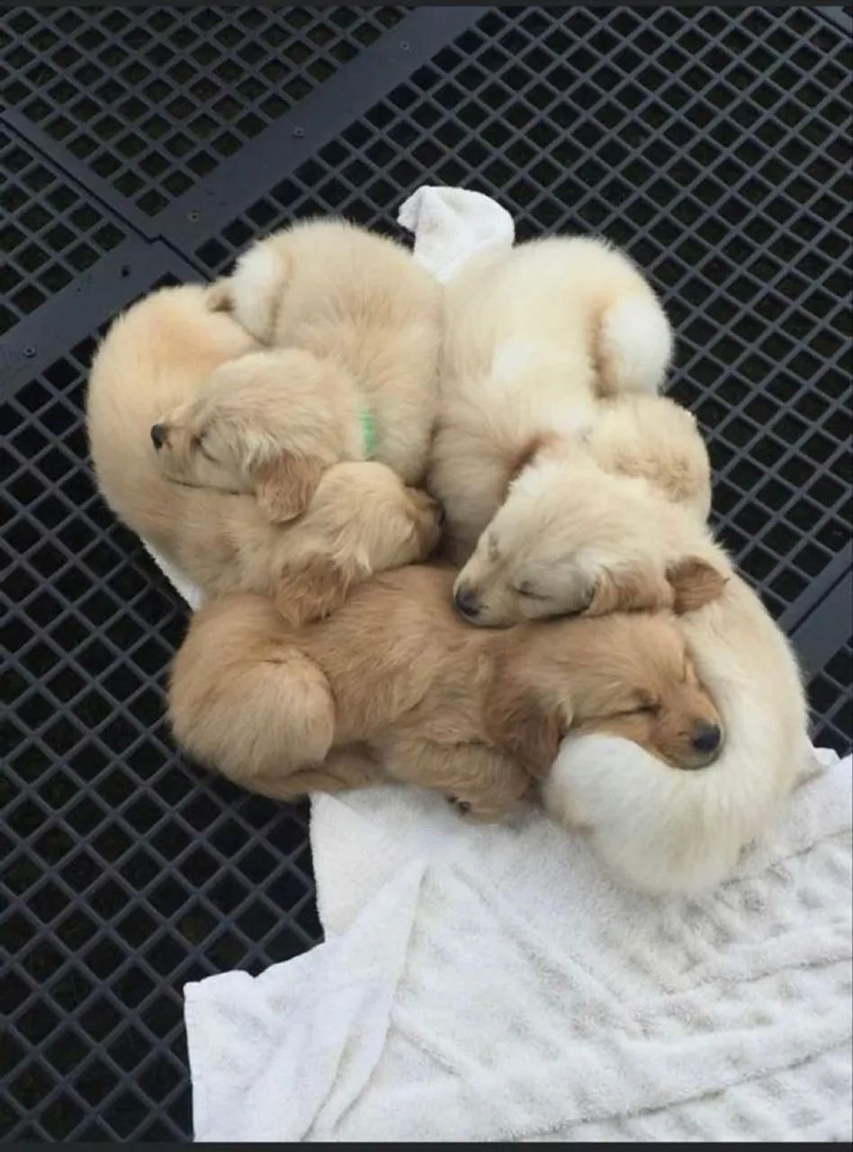 Golden Retriever 