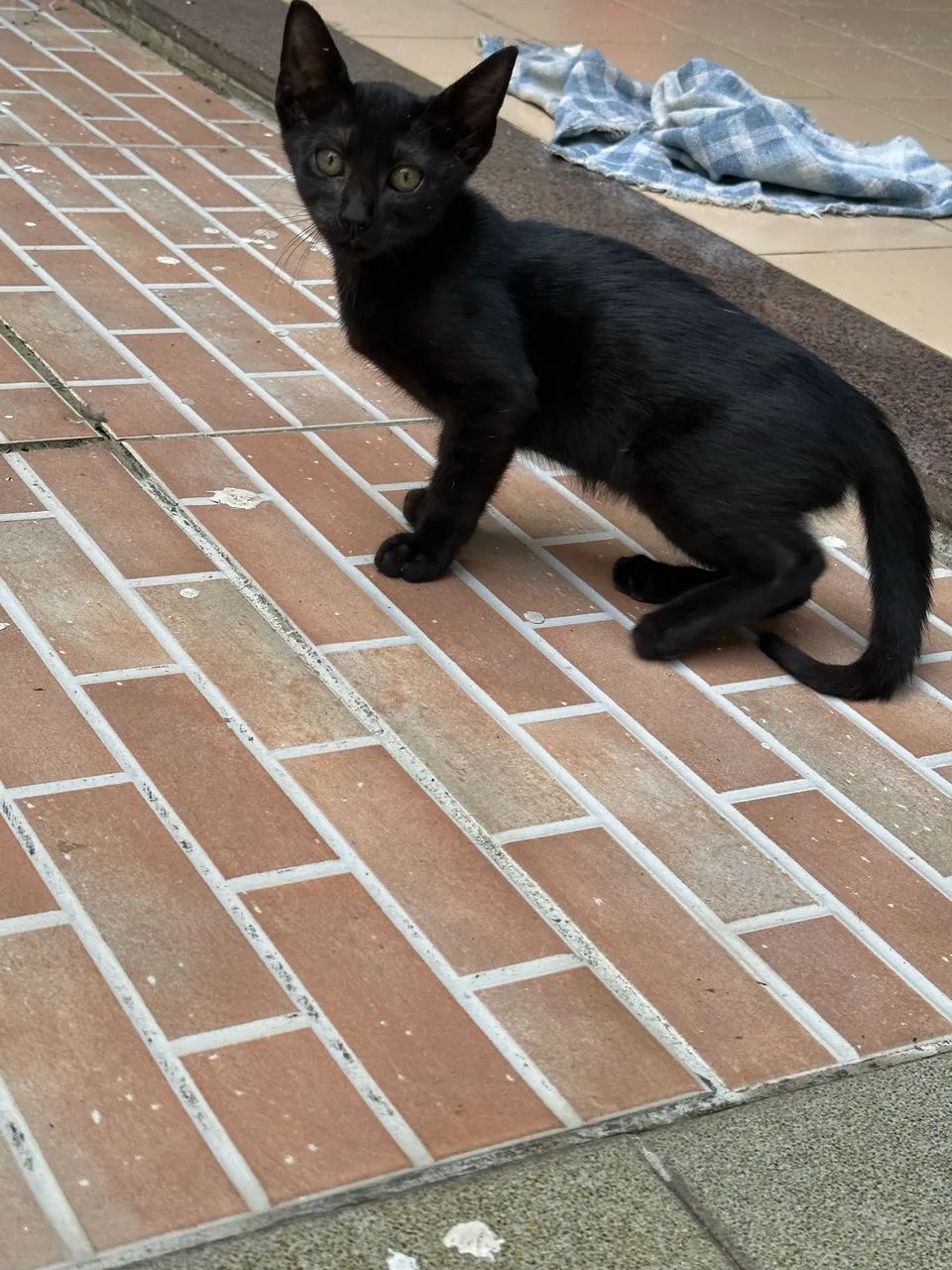 Doação filhote de gato ? - Foto 4