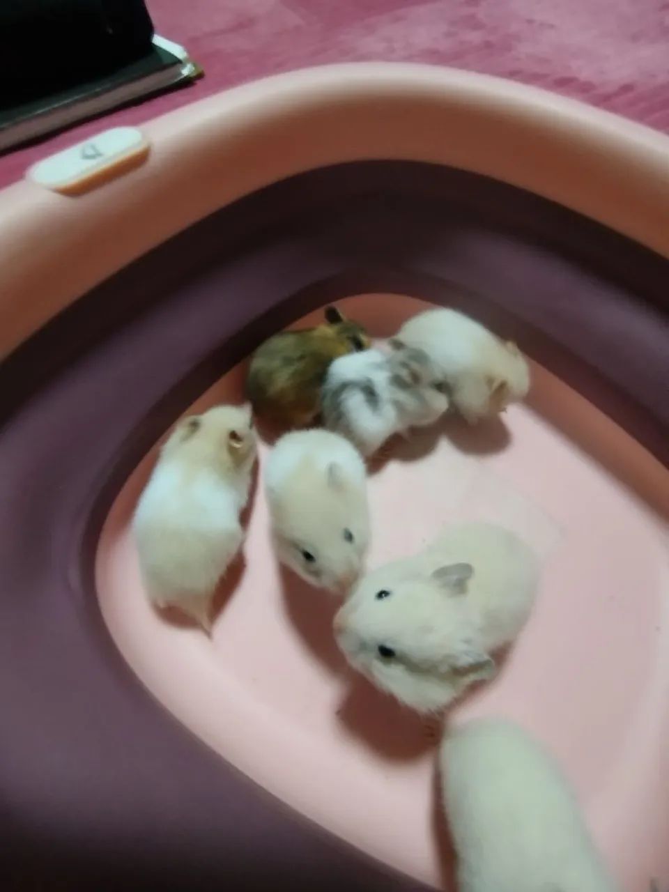 Hamster Sírios filhotes disponíveis  - Foto 4