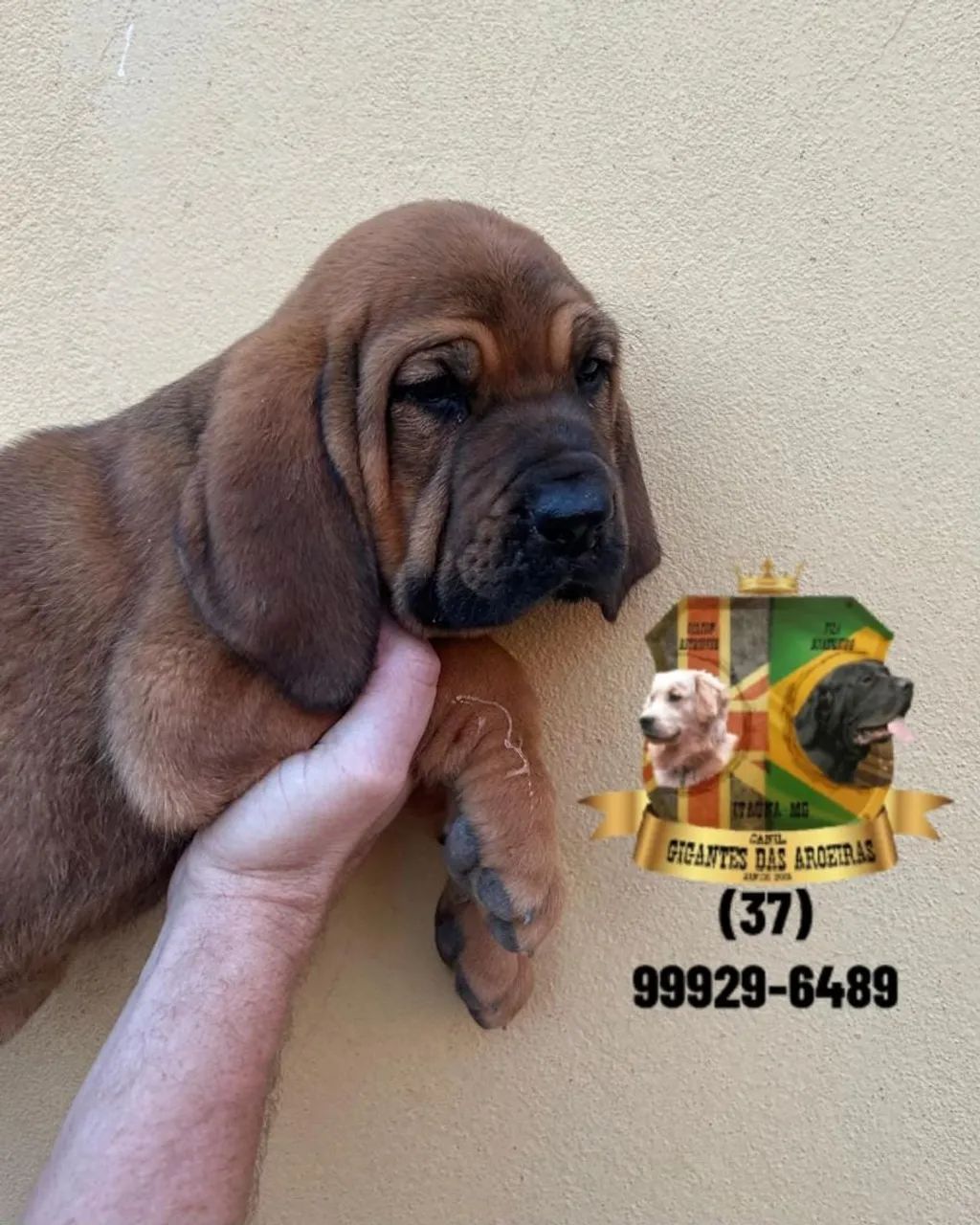Fila Brasileiro com pedigree CBKC  - Foto 5