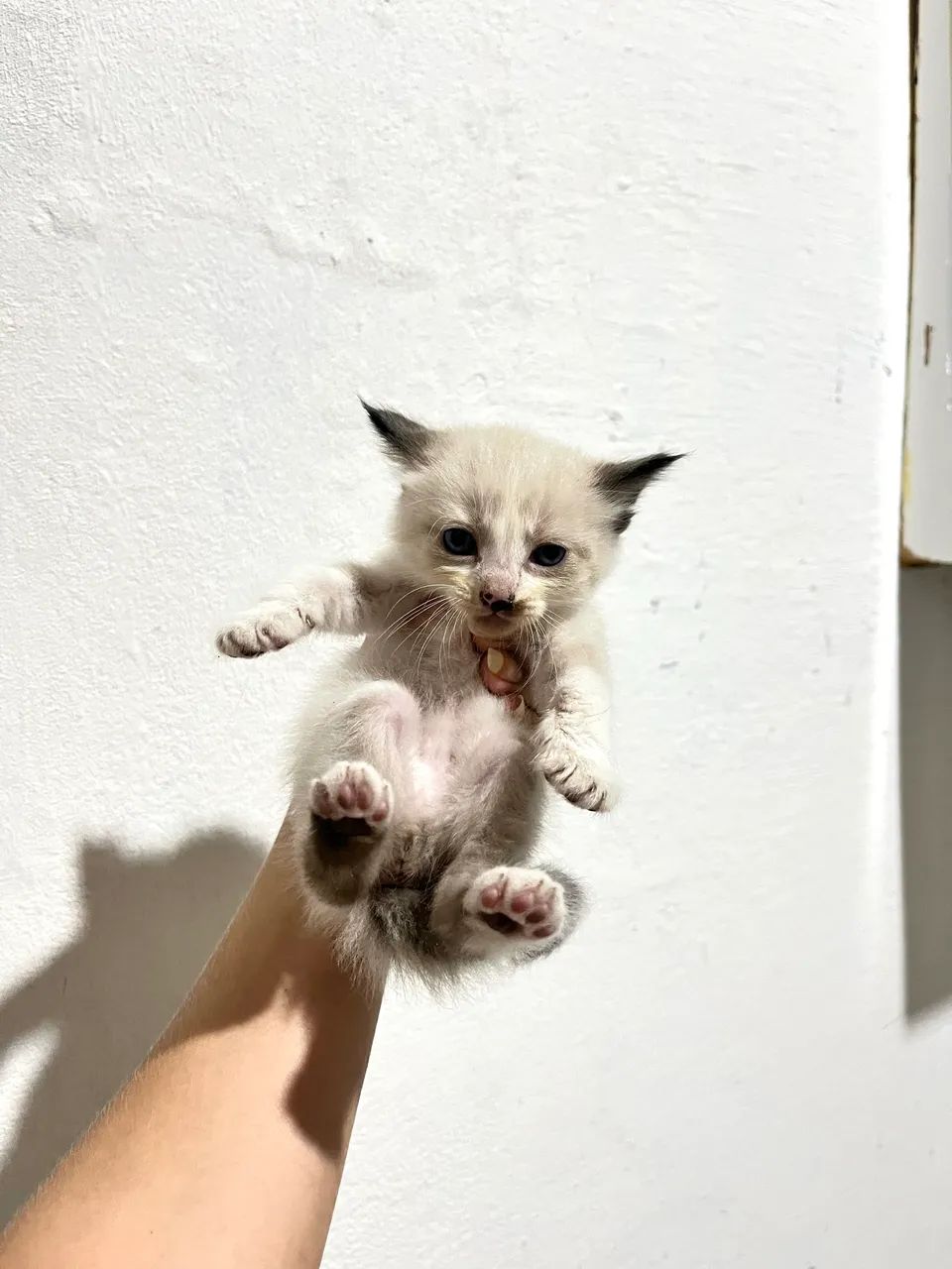 Gatinhos para adoção  - Foto 3