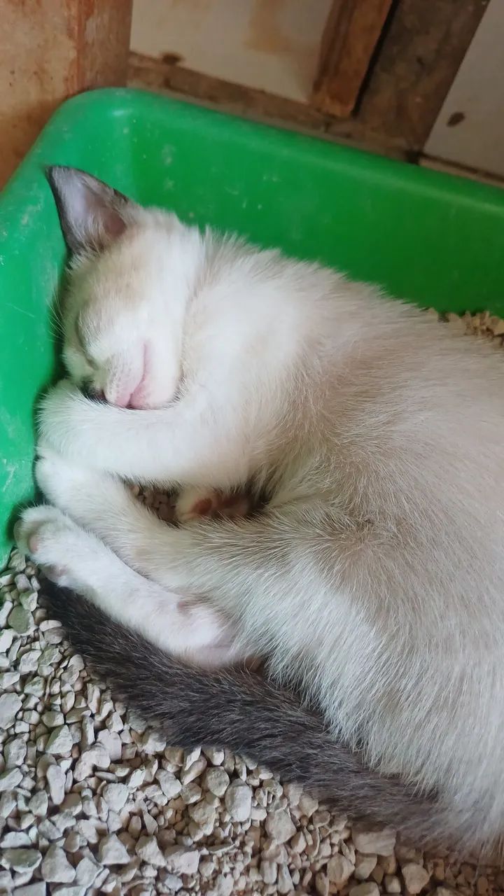 Gatinha para adoção responsável - Foto 3
