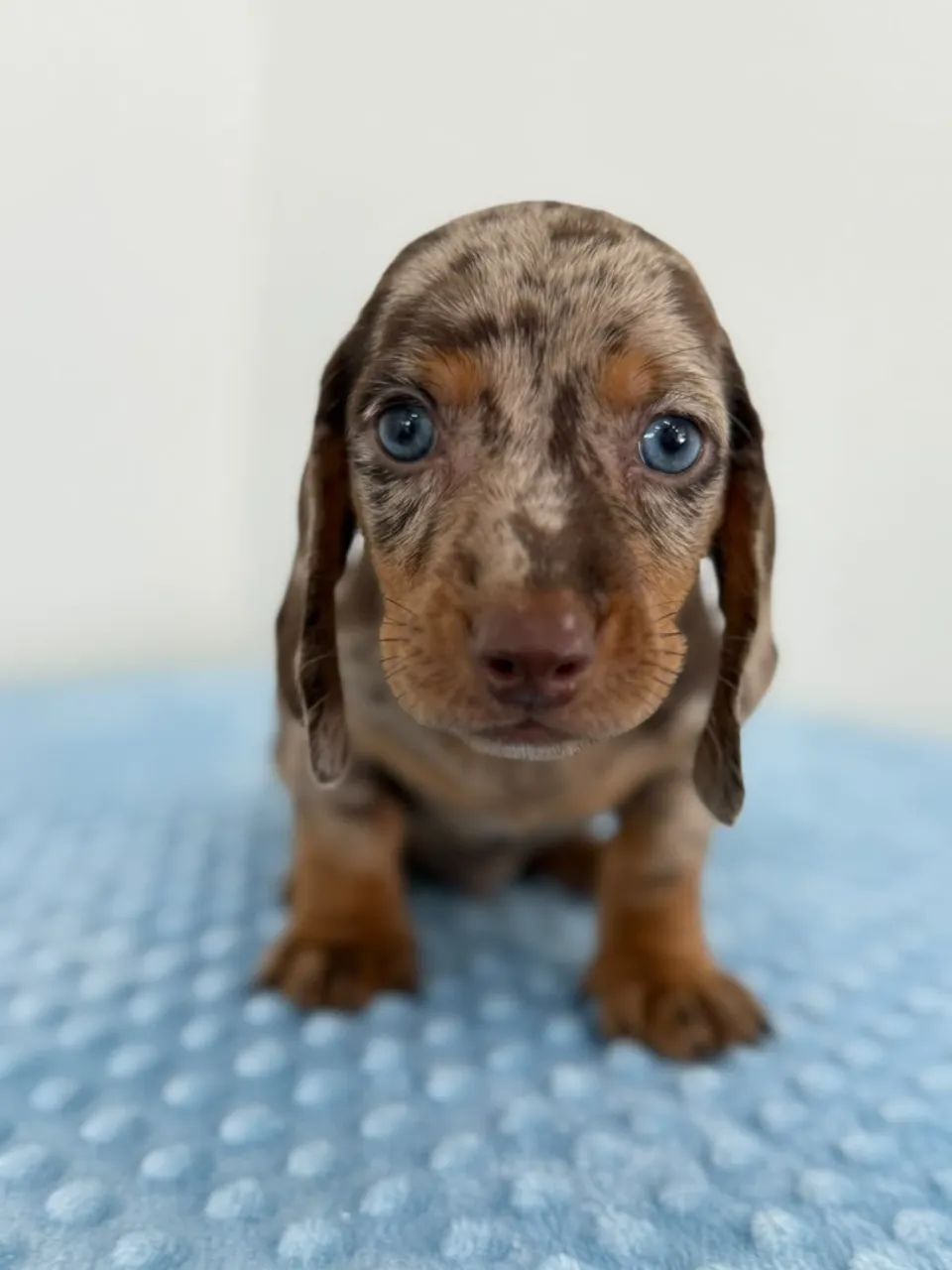 dachshund salsichinha  - Foto 2