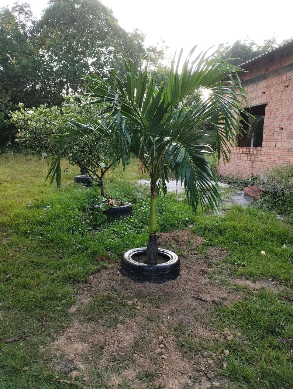 Vendo ou troco lindo sítio - Foto 4
