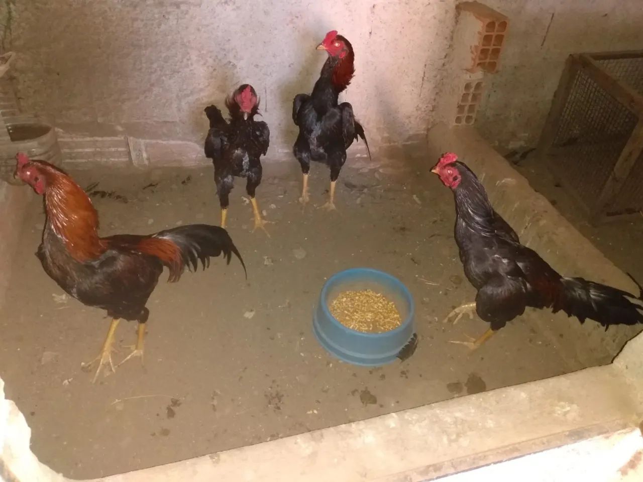 Frangos Indio - Foto 2