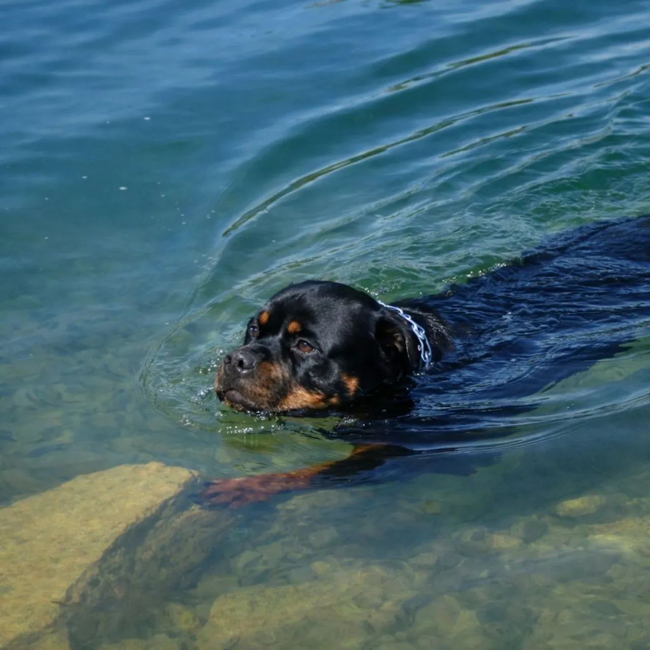 Rottweiler Filhotes  - Foto 4
