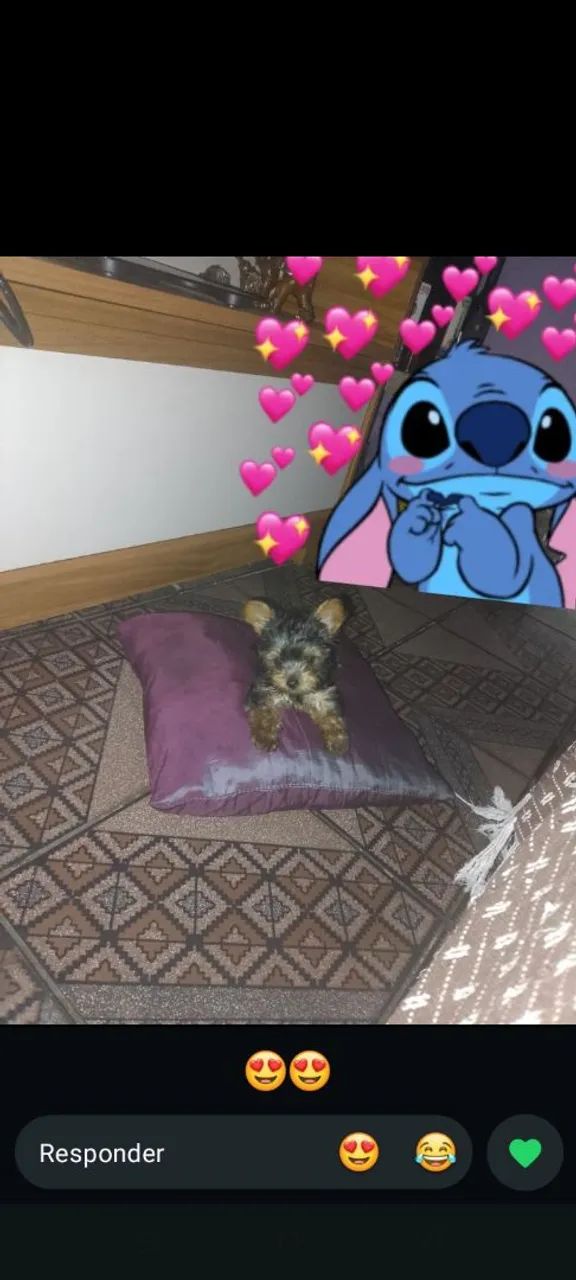 Cachorra yorkshire terrier 0