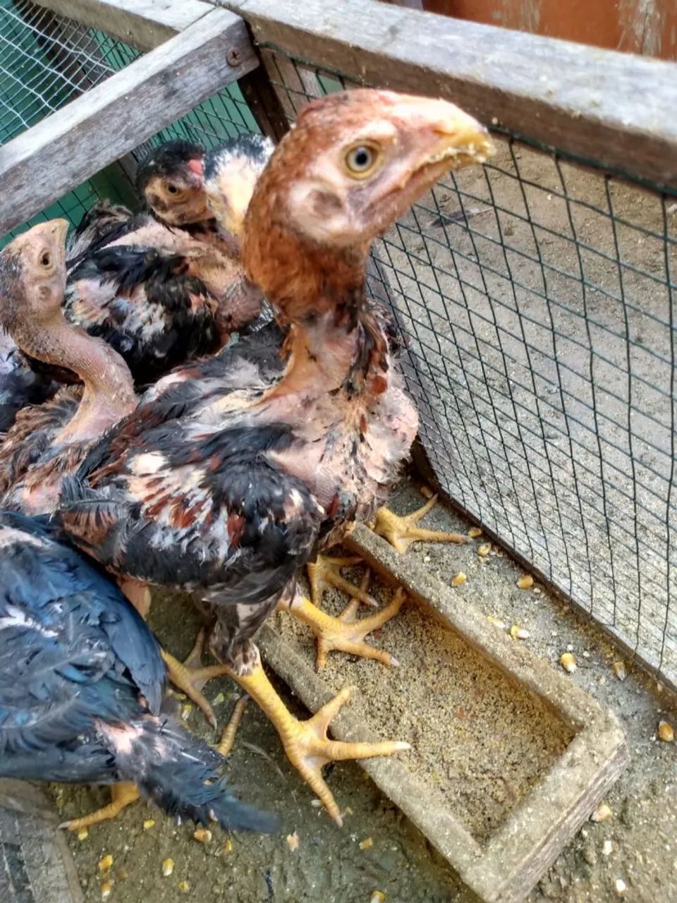 Frango Bico Curto - Foto 4