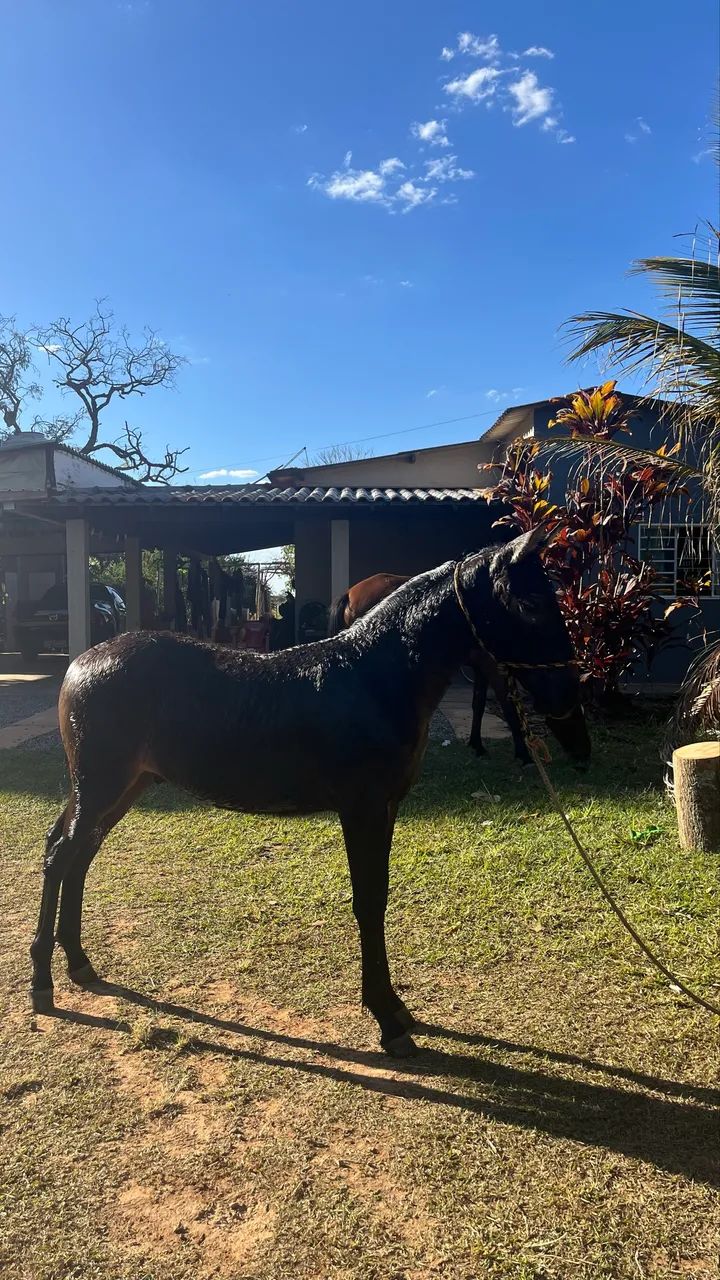 Potro  - Foto 4