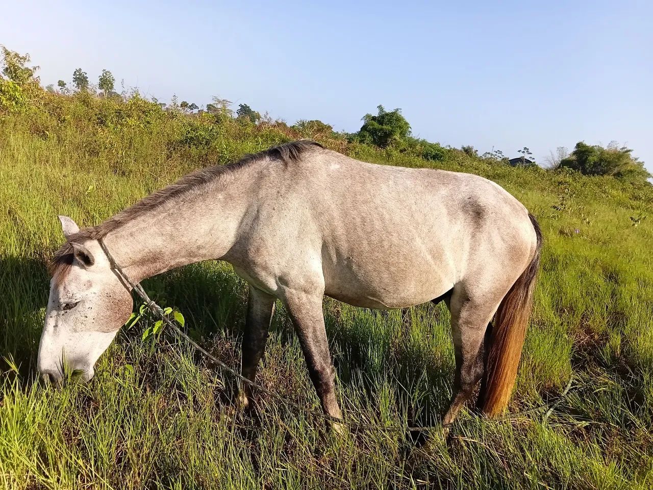 Cavalo ?  - Foto 2