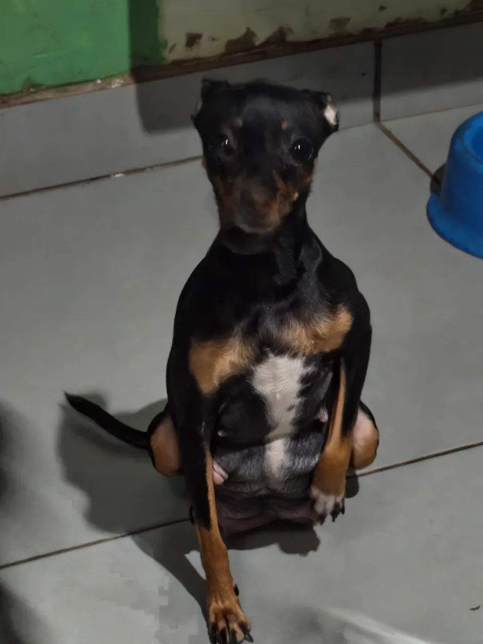 Venda de pinscher valor 350.00 os dois acima são pai e a mãe  - Foto 5