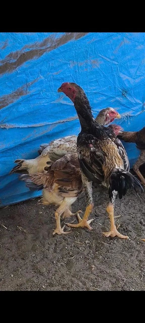 Frangas e frangos índio gigante 