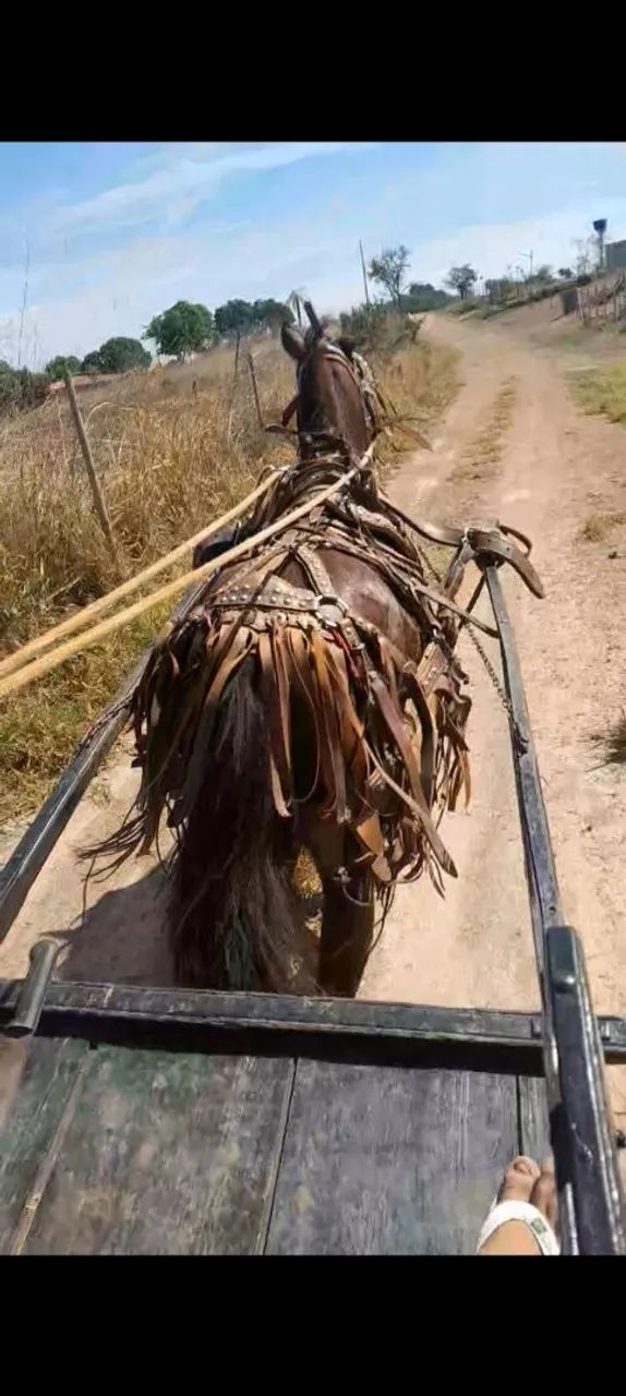 Cavalo