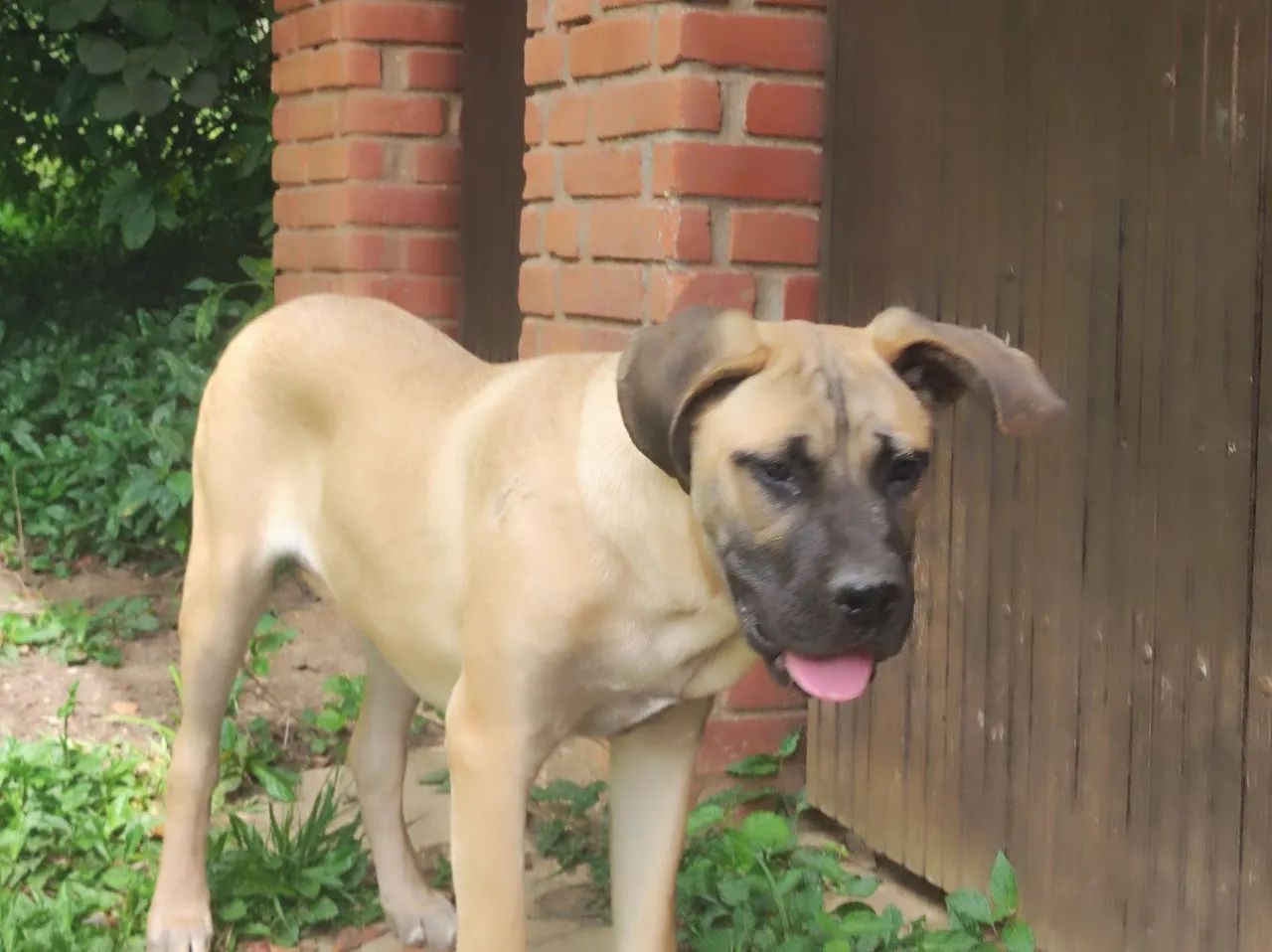 Cane corso macho com pedigree de 1 ano - Foto 4