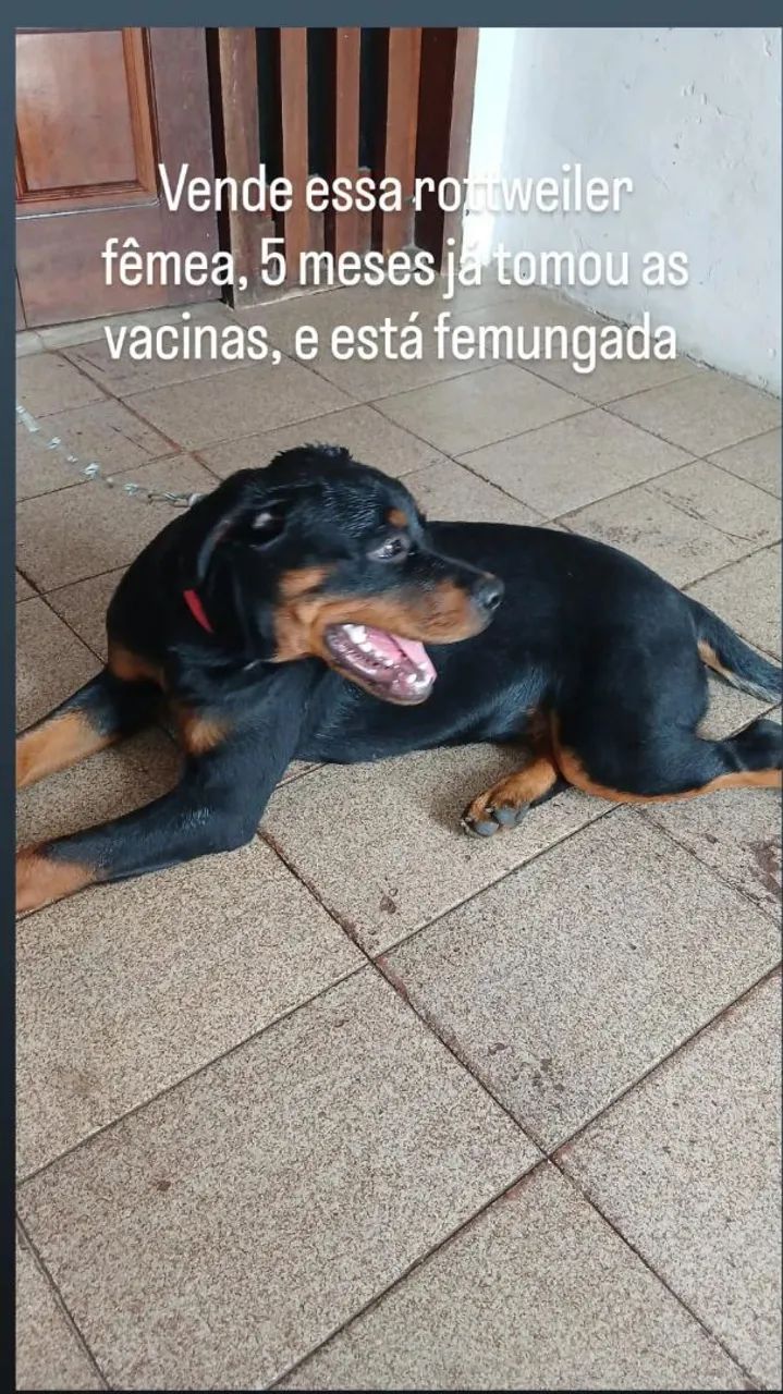 Vende rottweiler 