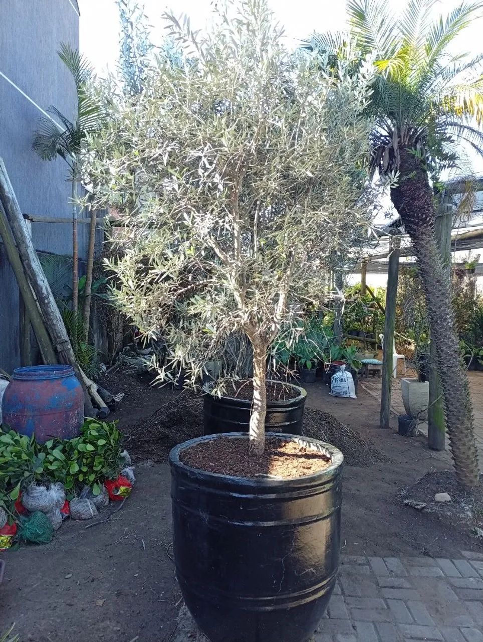 Vaso de Oliveira grande 