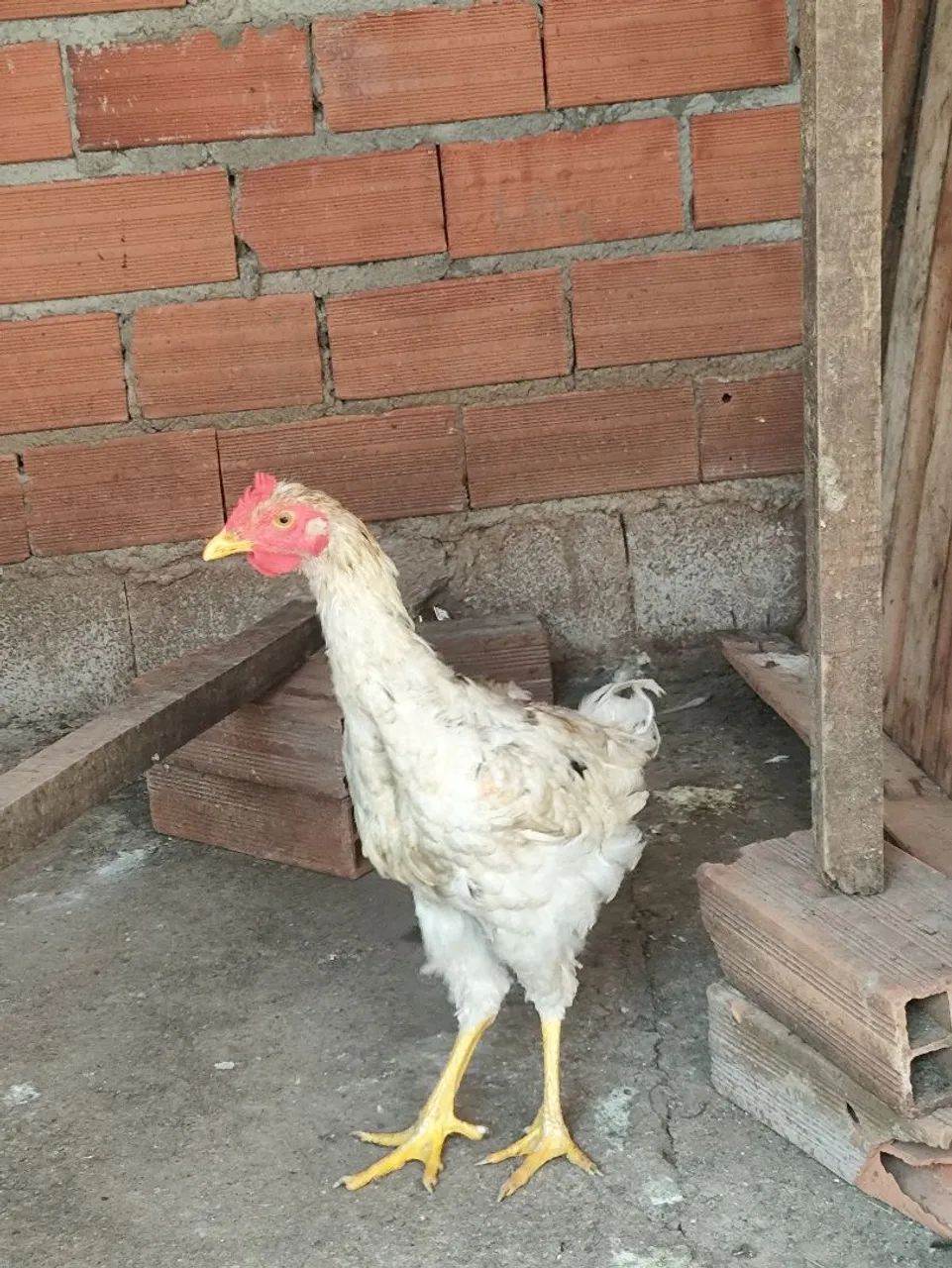 Frango Branco mistura com GSB  - Foto 5