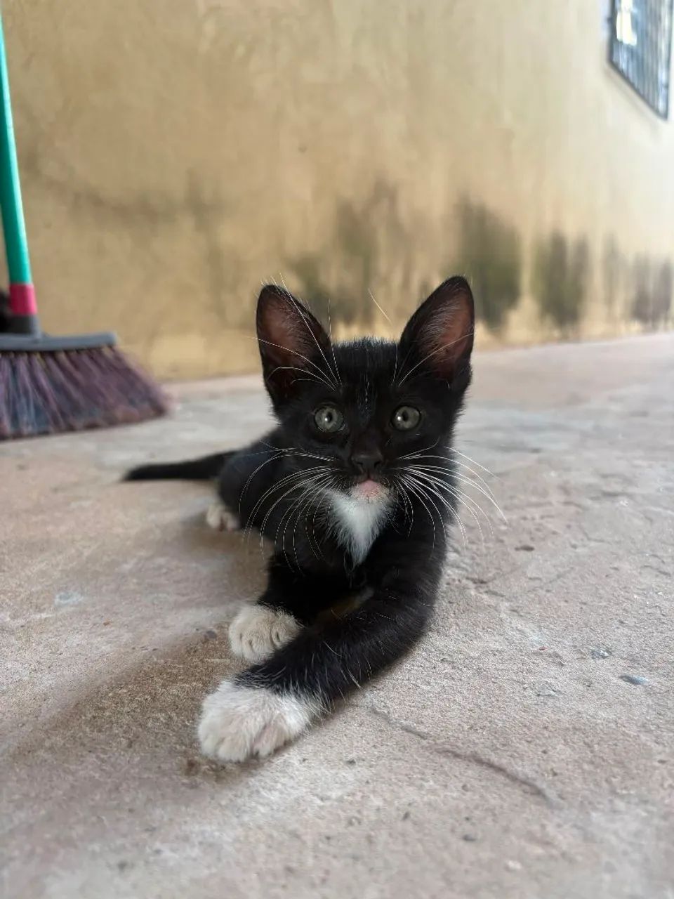 Adote um gatinho - Foto 5