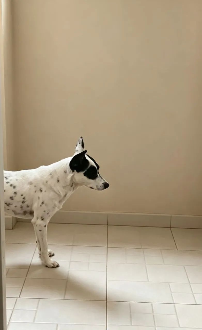 Doa-se Cão de Raça  - Foto 2