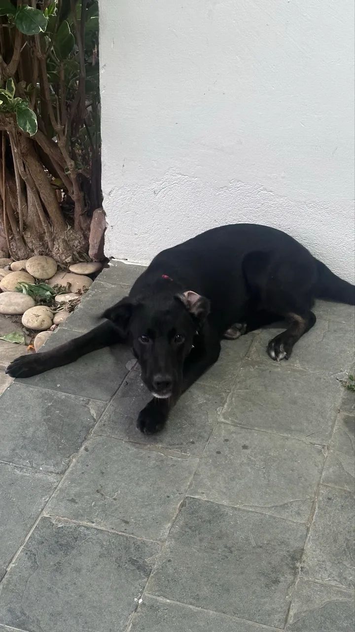 DOAÇÃO DE CACHORRO ? COM RECOMPENSA - Foto 2