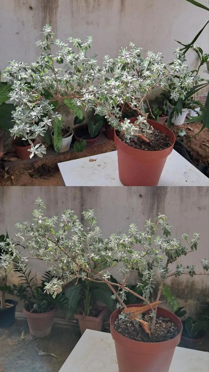 Planta chuva de prata  - Foto 5
